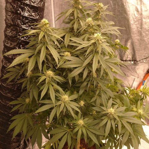 1号 growlog timeline photo