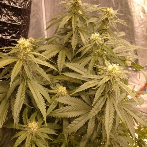 1号 growlog timeline photo