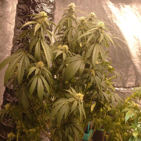 1号 growlog timeline photo