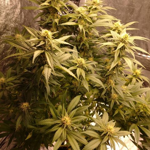 1号 growlog timeline photo