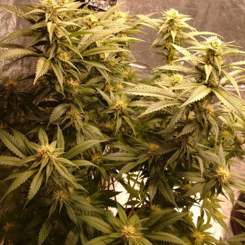 1号 growlog timeline photo