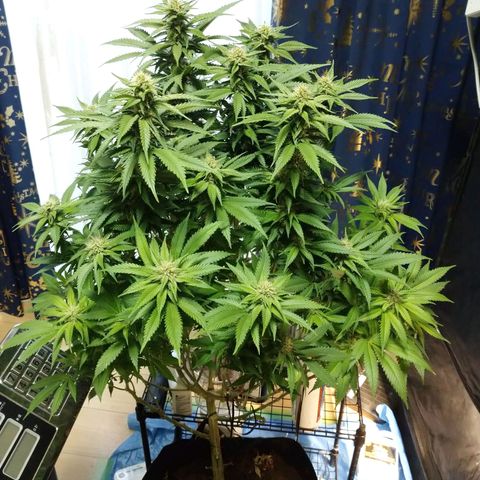 1号 growlog timeline photo