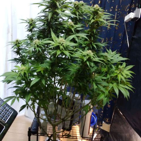 1号 growlog timeline photo