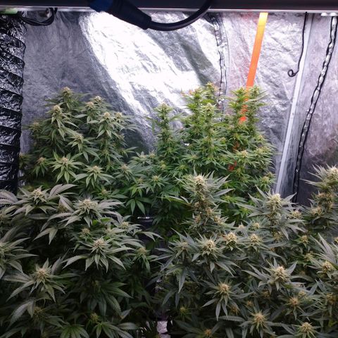 1号 growlog photo: ライト焼けの兆候があったので、フックをもやい結びにして直した。