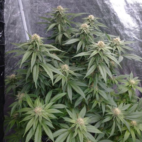 1号 growlog timeline photo