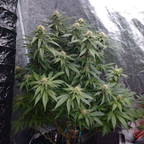 1号 growlog timeline photo