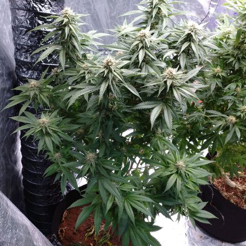 1号 growlog timeline photo