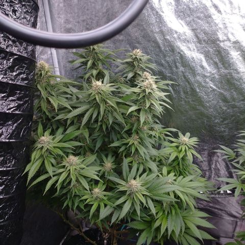 1号 growlog timeline photo