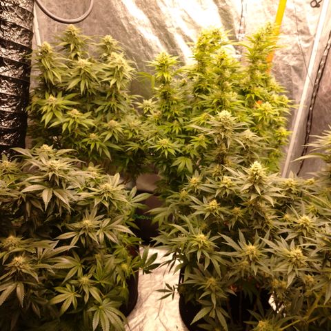 1号 growlog timeline photo