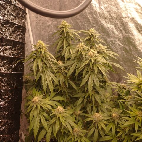 1号 growlog timeline photo