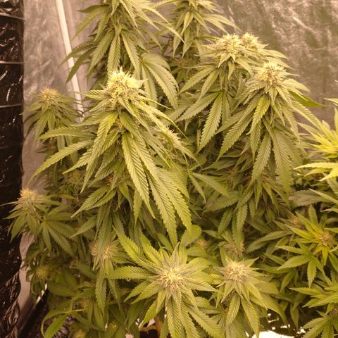 1号 growlog timeline photo