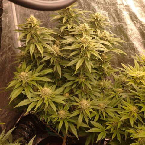 1号 growlog timeline photo