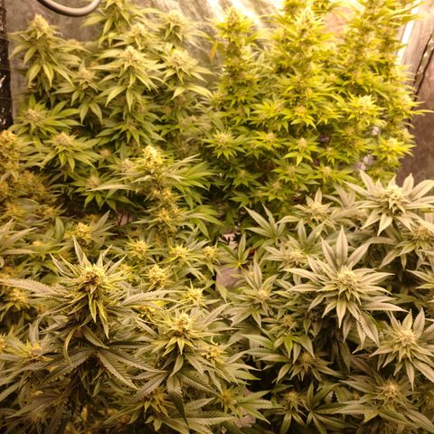1号 growlog timeline photo