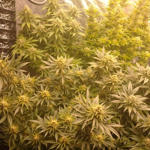 1号 growlog timeline photo
