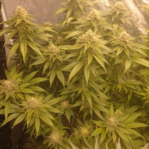 1号 growlog timeline photo