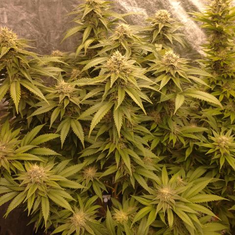 1号 growlog timeline photo