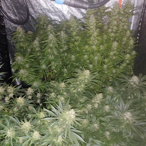 1号 growlog timeline photo