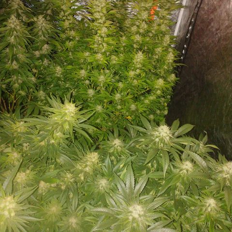 1号 growlog timeline photo