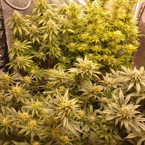 1号 growlog timeline photo