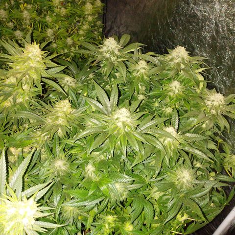1号 growlog timeline photo