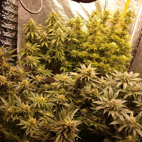 1号 growlog timeline photo