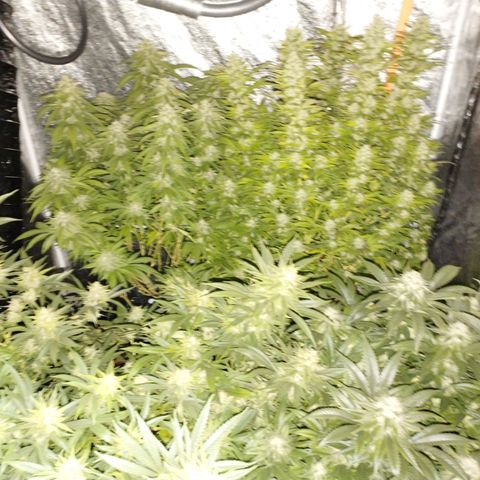 1号 growlog timeline photo