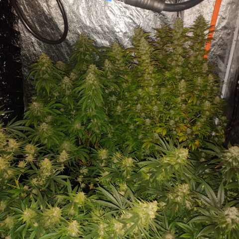 1号 growlog timeline photo