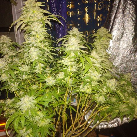 1号 growlog timeline photo