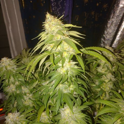 1号 growlog timeline photo