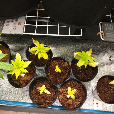 1号 growlog timeline photo
