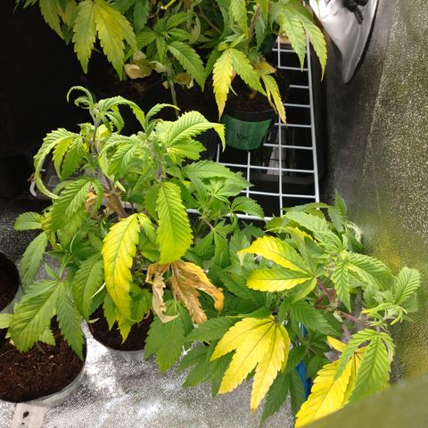 1号 growlog timeline photo