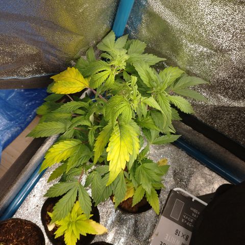 1号 growlog timeline photo