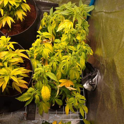 1号 growlog timeline photo