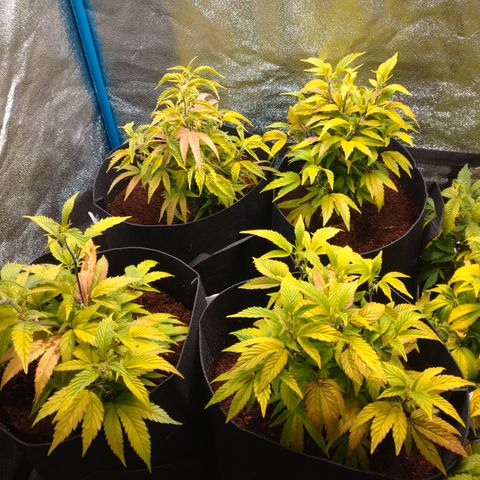 1号 growlog timeline photo