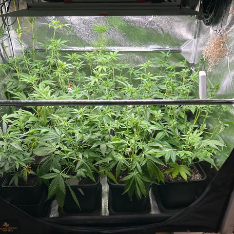SexBud growlog photo