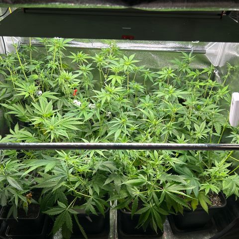 SexBud growlog photo