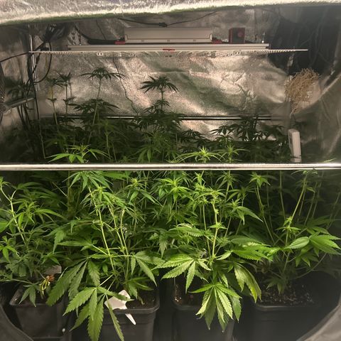 SexBud growlog photo