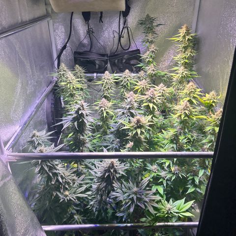 Raspberry Cough growlog timeline photo