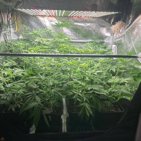 SexBud growlog photo