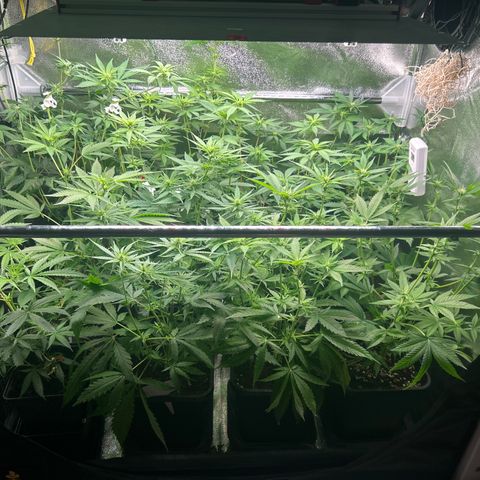 SexBud growlog photo