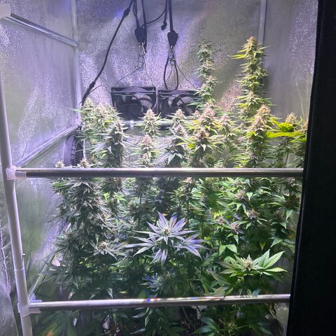 Raspberry Cough growlog timeline photo