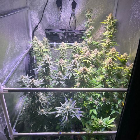 Raspberry Cough growlog timeline photo