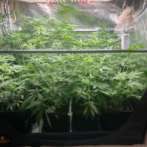 SexBud growlog timeline photo