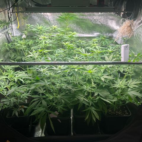 SexBud growlog timeline photo