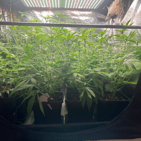 SexBud growlog timeline photo