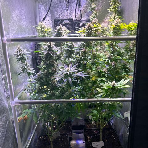 Raspberry Cough growlog timeline photo