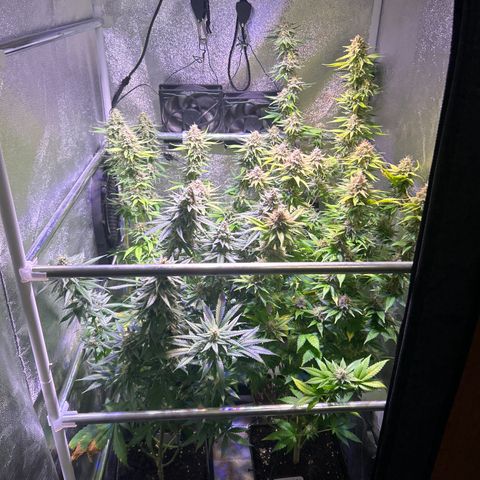 Raspberry Cough growlog timeline photo