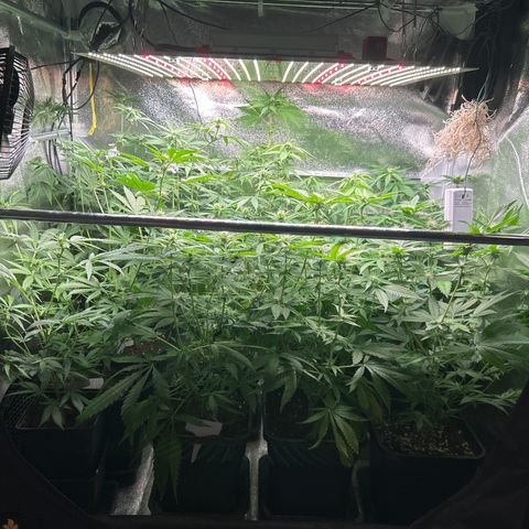 SexBud growlog timeline photo