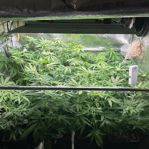 SexBud growlog timeline photo