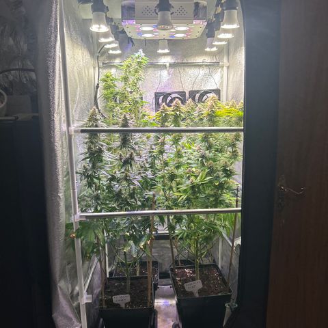 Raspberry Cough growlog timeline photo